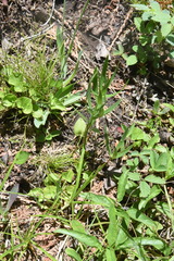 Lilium philadelphicum