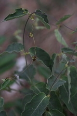 Vincetoxicum versicolor