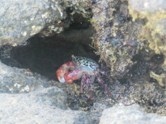 Metopograpsus