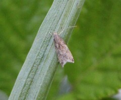 Brachmia blandella