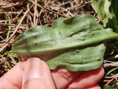 Biarum dispar