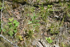 Lilium philadelphicum