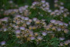 Albizia kalkora
