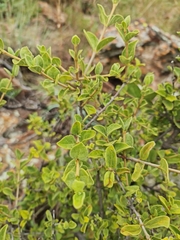 Vangueria parvifolia