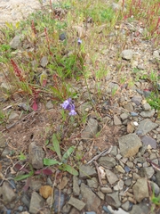 Linaria amethystea