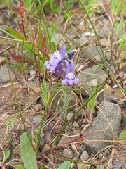 Linaria amethystea
