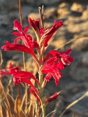 Tritoniopsis triticea