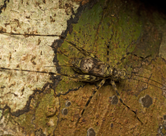 Pseudotrigonidium australis