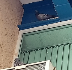 Columba livia domestica