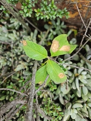 Grewia flavescens