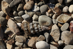 Cerithium dialeucum