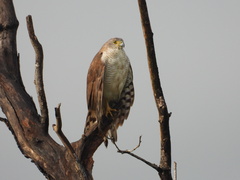 Accipiter tachiro