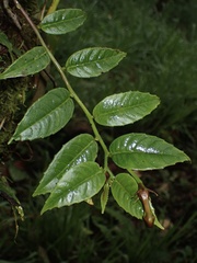 Burmeistera