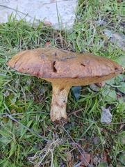 Suillus collinitus