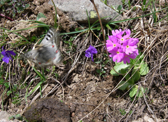 Viola altaica