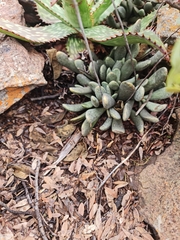 Adromischus umbraticola