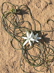 Ornithogalum trichophyllum