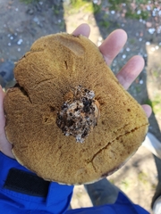 Suillus collinitus