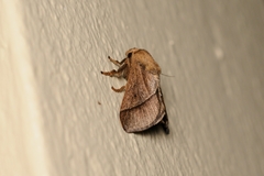 Limacodidae