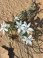 Ornithogalum trichophyllum