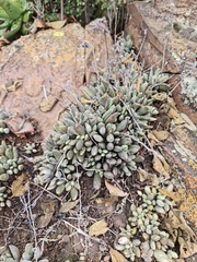 Adromischus umbraticola