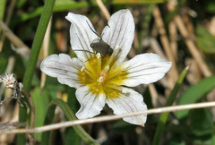 Gagea serotina