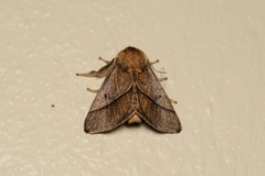Limacodidae