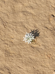 Ornithogalum trichophyllum