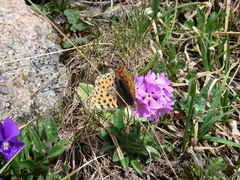 Viola altaica