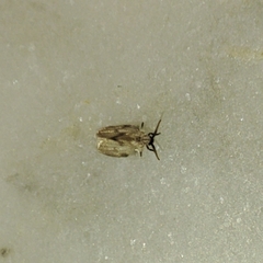 Psychodinae
