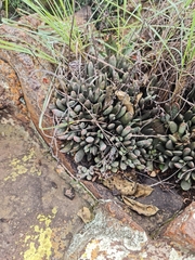 Adromischus umbraticola