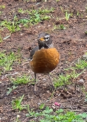 Turdus migratorius