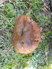 Suillus collinitus