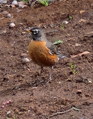 Turdus migratorius