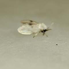 Psychodinae