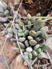 Adromischus umbraticola