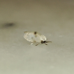 Psychodinae