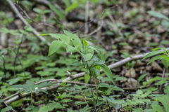 Polygonatum multiflorum