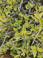 Vangueria parvifolia