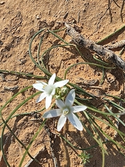 Ornithogalum trichophyllum