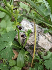 Ophrys fusca iricolor