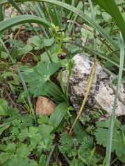 Ophrys fusca iricolor