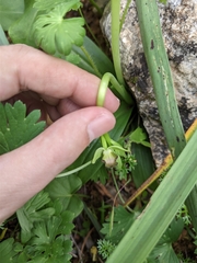 Ophrys fusca iricolor