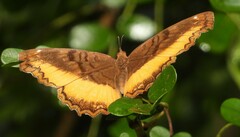Eurytela dryope angulata