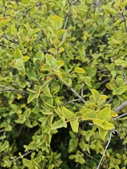 Vangueria parvifolia