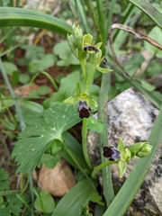 Ophrys fusca iricolor