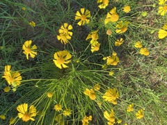 Helenium amarum