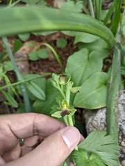 Ophrys fusca iricolor