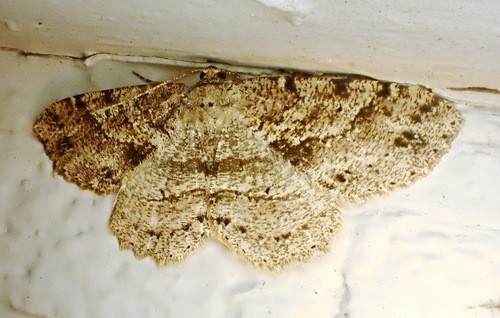 Canadian Melanolophia Moth photo 5