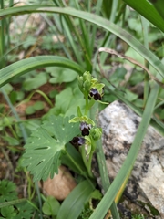 Ophrys fusca iricolor